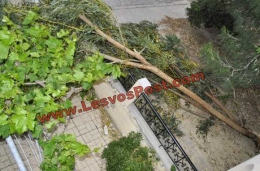  Μυτιλήνη: Παραλίγο τραγωδία σε σχολείο όταν δέντρο έπεσε δίπλα σε παιδιά