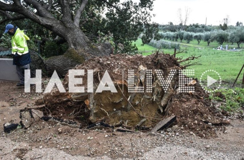  Ηλεία: Αιωνόβια βελανιδιά ξεριζώθηκε από τους ισχυρούς ανέμους