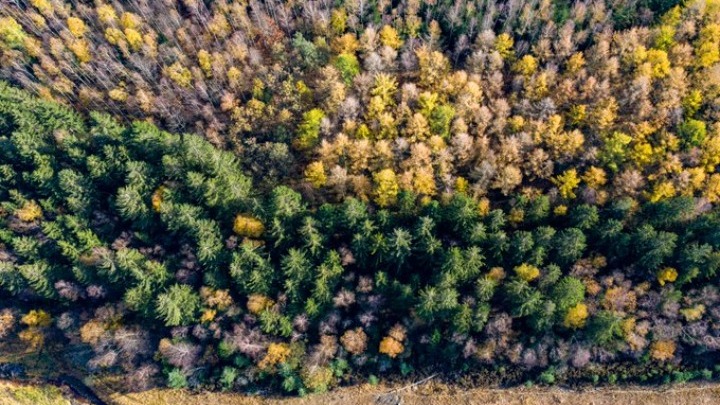  ΕΕ: Νέοι κανόνες για τον περιορισμό της αποψίλωσης και της υποβάθμισης των δασών