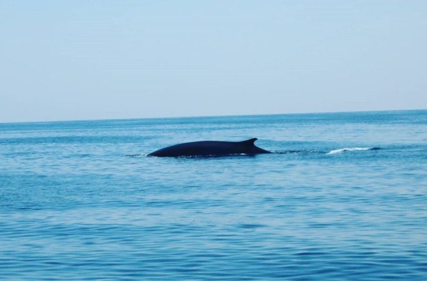  Φάλαινα 19 μέτρων εγκλωβίστηκε στο λιμάνι του Καλαί