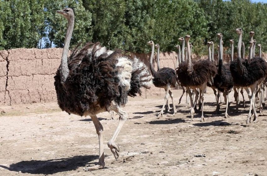  Ιαπωνία: Ο,τι λάμπει είναι… κοροναϊός – Μάσκα από αυγά στρουθοκάμηλου αντικαθιστά τα self test