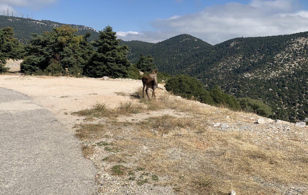 παρνηθα ελάφι