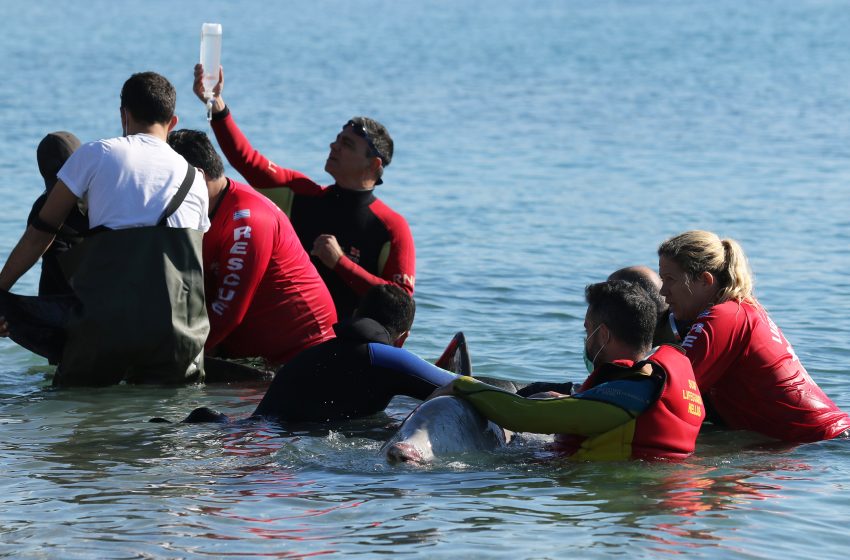  Νεκρή στην Σαλαμίνα βρέθηκε η φάλαινα από τον Άλιμο