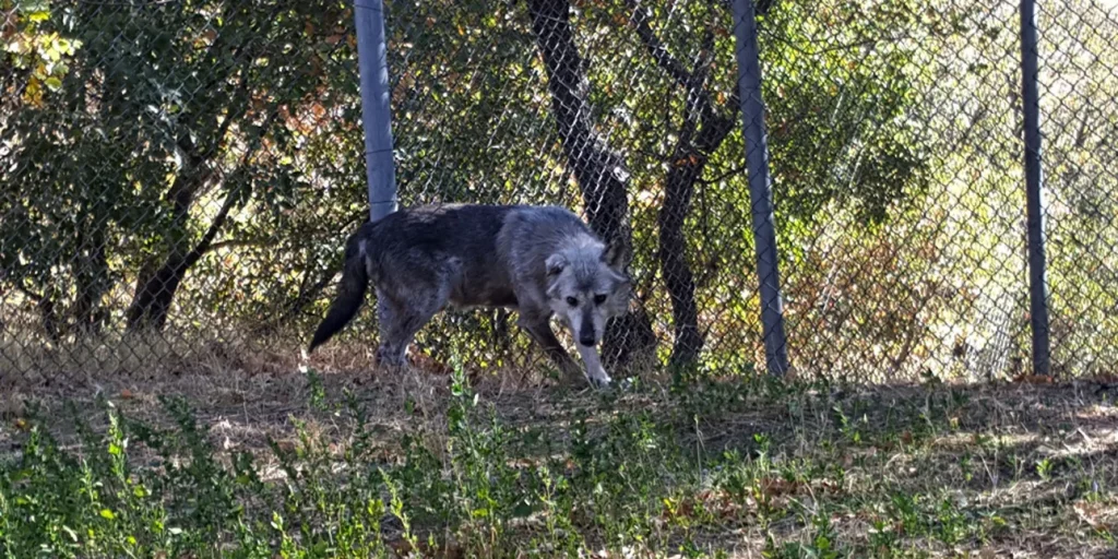 arktouros lykos1.jpg