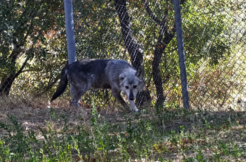  Διόνυσος: Λύκος κατακρεούργησε αδέσποτα σκυλιά – Έκτακτη σύσκεψη στο Δασαρχείο