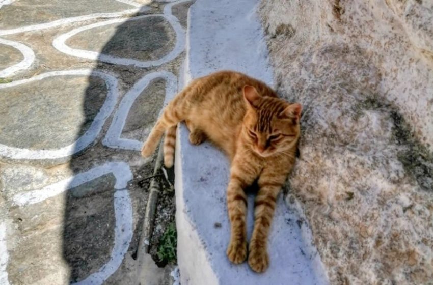  Ανήλικη ζούσε με 40 γάτες σε ακατάλληλες συνθήκες υγιεινής – Συνελήφθη η μητέρα της