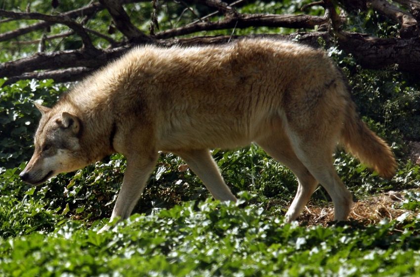  Λύκος επιτέθηκε σε οικογένεια στην Πάρνηθα – Κατασπάραξε τον σκύλο τους (vid)