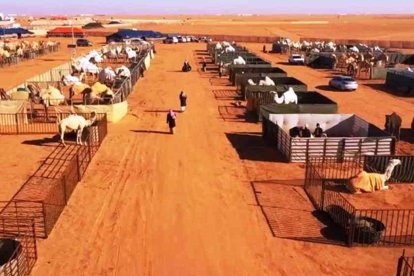  Σαουδική Αραβία: Το πρώτο ξενοδοχείο για καμήλες