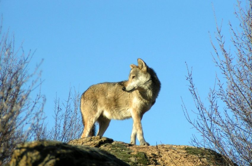  Διόνυσος: Συστάσεις στους δημότες για τον λύκο