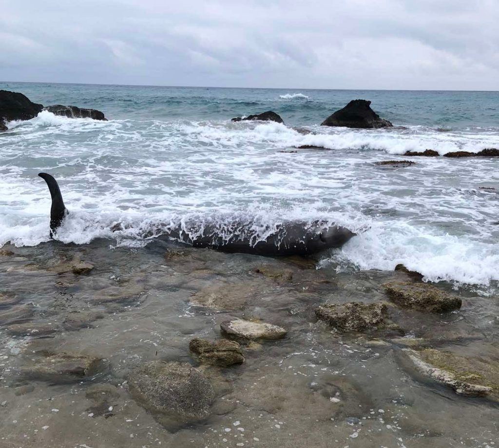 274326735 4955130604573508 6995211720155462091 n e1645377380196