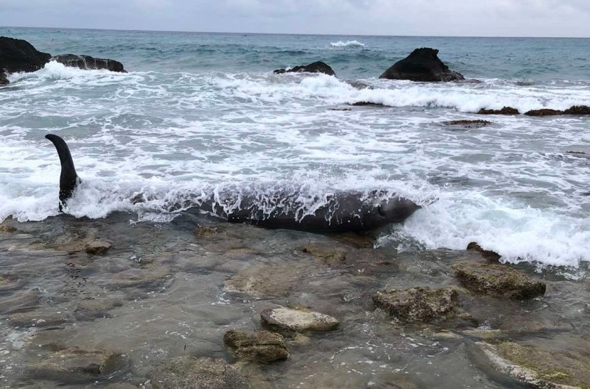  Zιφιοί ξεβράστηκαν σε παραλίες της Κέρκυρας