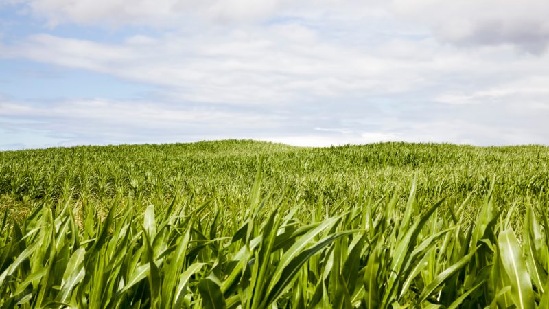  Το «παράδοξο» της πράσινης Ευρώπης: Η Κομισιόν θέλει ίδια φορολόγηση για ορυκτά καύσιμα και βιοκαύσιμα
