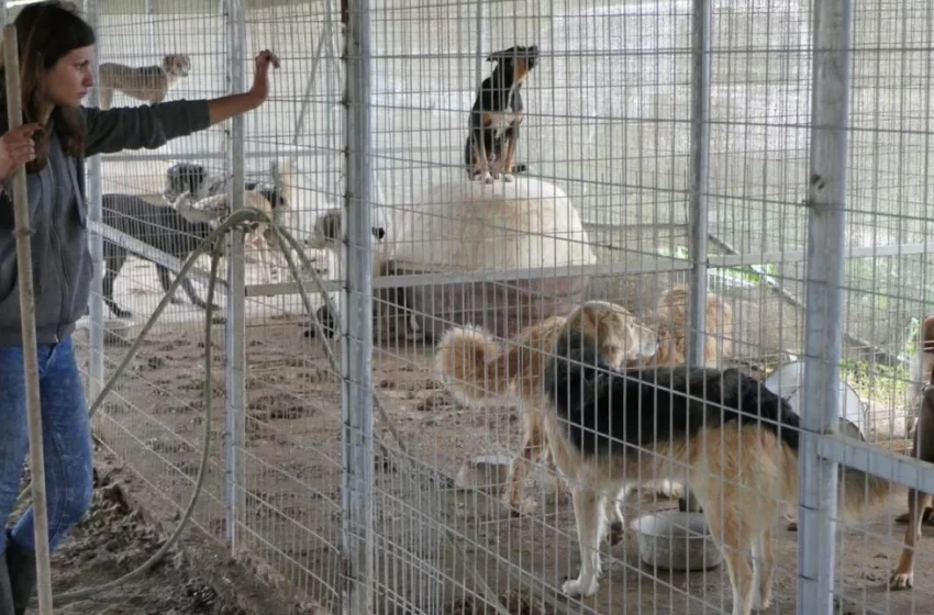  Έκκληση για υιοθεσία των εκατοντάδων κακοποιημένων ζώων από το κυνοκομείο Σπάρτης