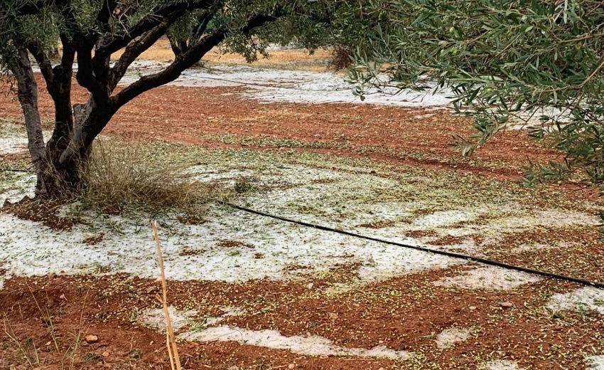  Την Πέμπτη οι αποζημιώσεις του ΕΛΓΑ για τον παγετό του 2021