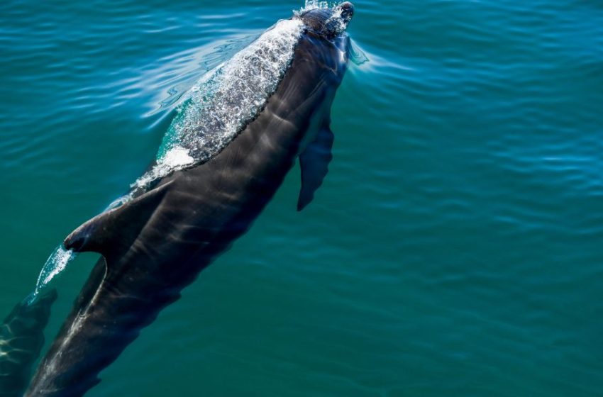  Οι Ρώσοι επιστράτευσαν… εκπαιδευμένα δελφίνια στη Μαύρη Θάλασσα – Ποιος είναι ο λόγος