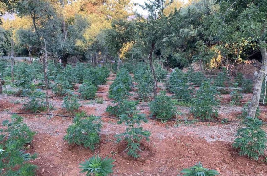  Ο ‘‘επίμονος κηπουρός’’ της Κρήτης: Καλλιεργούσε 646 δενδρύλλια κάνναβης σε γλαστράκια – Συνελήφθη την ώρα που φρόντιζε την σοδειά του