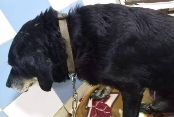  Οργή για τη νέα κτηνωδία στα Χανιά – Έδεσε τον σκύλο σε προφυλακτήρα αυτοκινήτου και τον έσερνε (εικόνες)