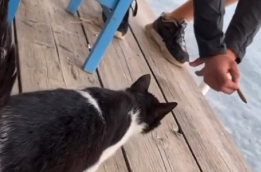  Βίντεο που σοκάρει: Άντρας δελέασε γάτα με ψάρι και την πέταξε στην θάλασσα (vid)- Το ανέβασε στο Instagram- Καταγγελίες φιλοζωϊκών οργανώσεων για το κακούργημα