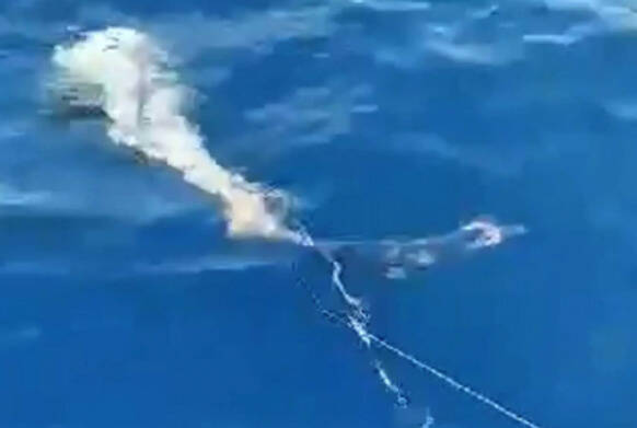  Χανιά: Ψαράδες έπιασαν καρχαρία 200 κιλών