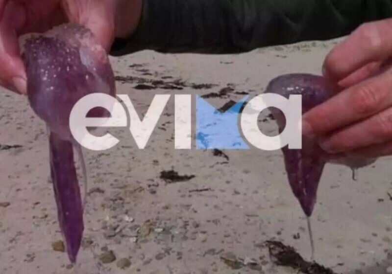  Μωβ μέδουσες εμφανίστηκαν σε παραλία της Εύβοιας