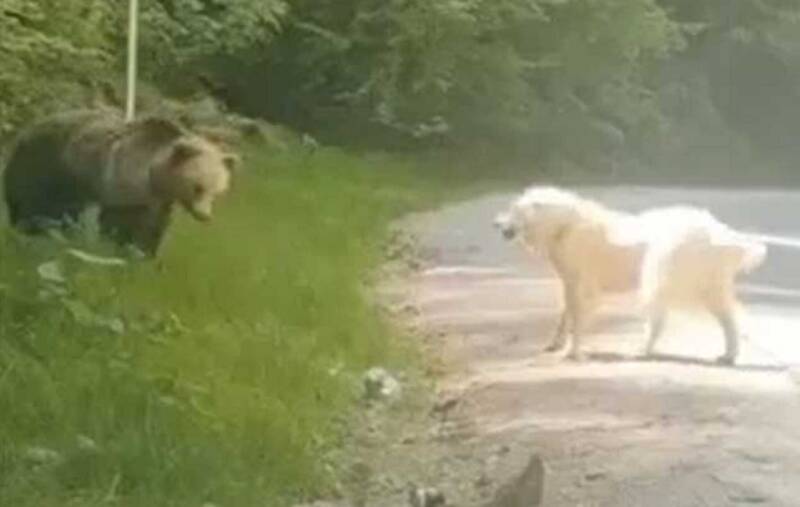  Μέτσοβο: Σκύλος τα βάζει με καφέ αρκούδα και βγαίνει νικητής (vid)