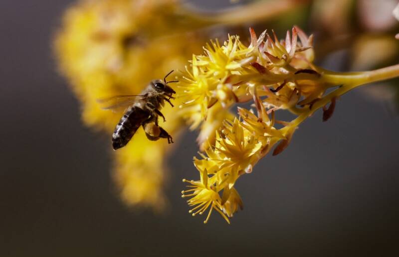  Οι ”Άγριες Μέλισσες” φέρνουν χαμόγελα στους μελισσοκόμους – Αυξημένη η παραγωγή τη φετινή χρονιά