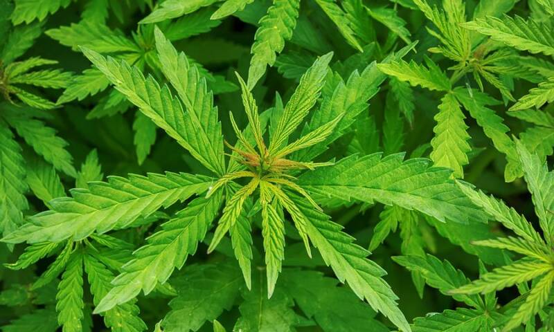  Ημαθία: Συνελήφθησαν δύο άτομα – Καλλιεργούσαν 120 δενδρύλλια κάνναβης ύψους έως 2 μέτρων