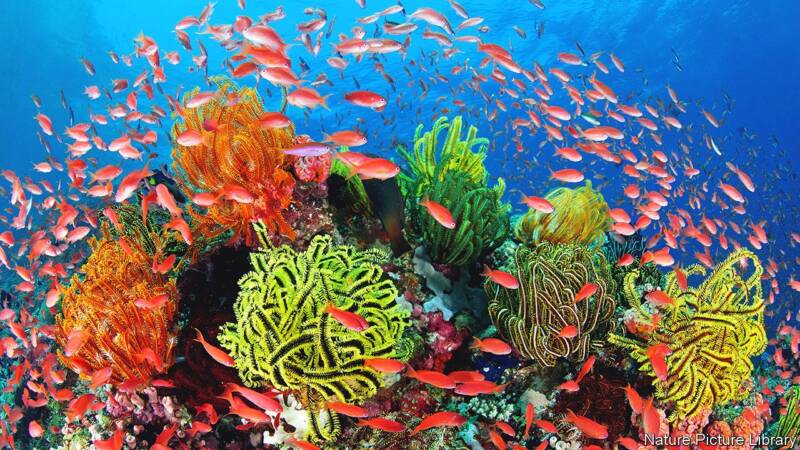  Πώς τα κοράλλια απειλούνται με εξαφάνιση από την υπερθέρμανση του πλανήτη