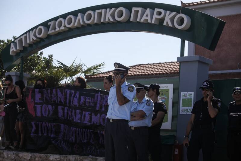  Προανάκριση για τον θάνατο του χιμπατζή στο Αττικό Πάρκο. Ελεύθερος, με εντολή εισαγγελέα, ο φροντιστής που πυροβόλησε