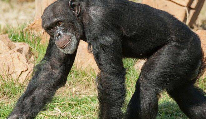  #Αττικο_Παρκο: Θύελλα αντιδράσεων κατά της ιδιοκτησίας για την θανάτωση του χιμπατζή