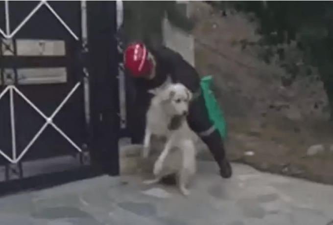  Φωτιά στην Πεντέλη: Η συγκινητική στιγμή που εθελοντής σώζει σκύλο στο Ντράφι