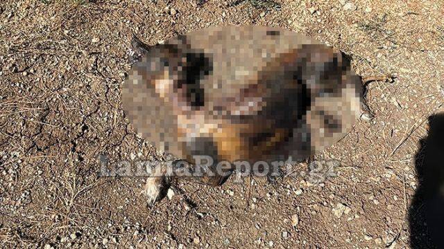  Κτηνωδία στη Λαμία: Έκαψαν σκύλο ζωντανό – Προσοχή σκληρές εικόνες