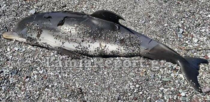  Ξεβράστηκε νεκρό μωρό δελφίνι στα Καμένα Βούρλα – Ήταν χτυπημένο στην κοιλιά (εικόνες)