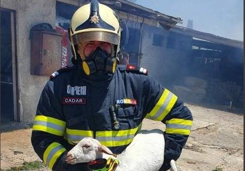  Viral: Η στιγμή που Ρουμάνος πυροσβέστης σώζει προβατάκι από τη φωτιά στο Σχηματάρι