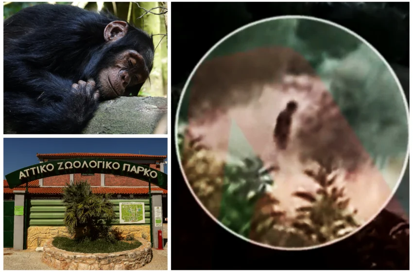  Ανατροπή με το βίντεο εμπρησμού στην Πεντέλη: Ενδεχόμενο εκδίκησης στο Αττικό Πάρκο για τον χιμπατζή (vid)
