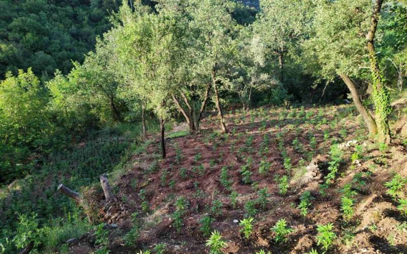  Κόρινθος: Εντοπίστηκε μεγάλη φυτεία με 1.210 δενδρύλλια κάνναβης – Συνελήφθη 36χρονος
