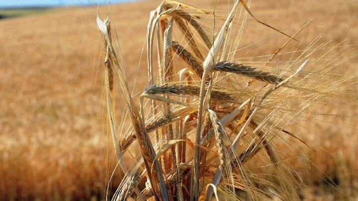  Την ερχόμενη εβδομάδα η υπογραφή της συμφωνίας για τις εξαγωγές σιτηρών από την Ουκρανία
