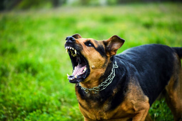  Σοκ στην Κοζάνη: Άγρια επίθεση σκύλου σε 11χρονο
