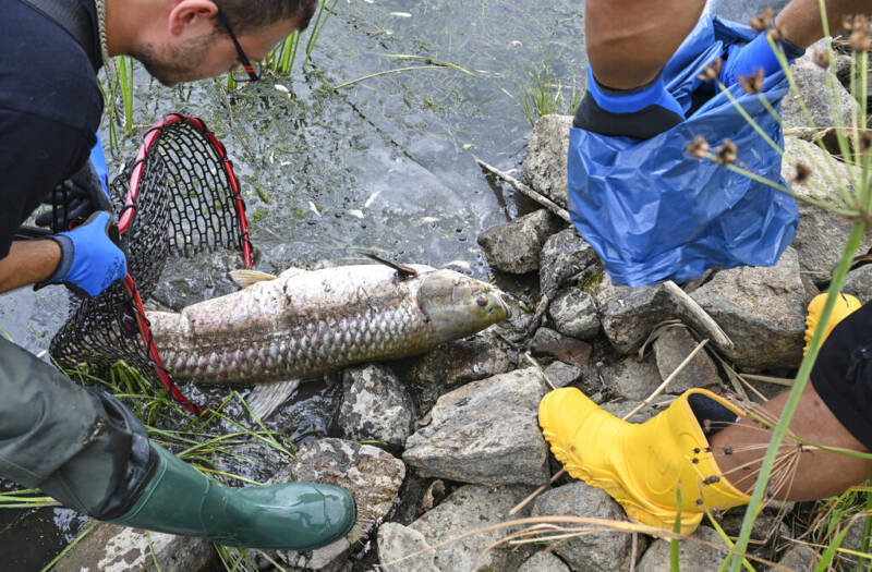  Η πολωνική κυβέρνηση προσφέρει 1 εκατ. ζλότι για να ανακαλύψει γιατί πεθαίνουν τα ψάρια στον ποταμό Όντερ