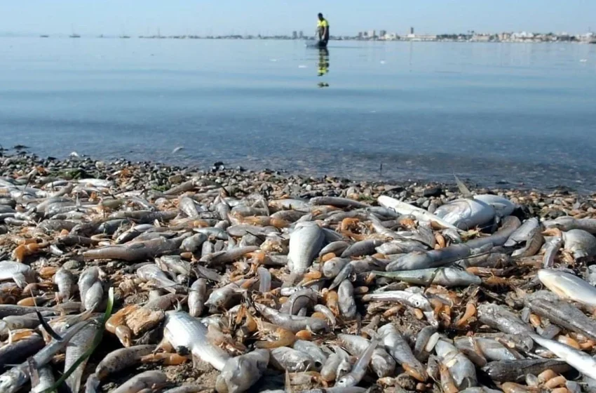  Γερμανία-Πολωνία: ”Νεκρά ψάρια παντού”: Φόβοι για περιβαλλοντική καταστροφή στον ποταμό Όντερ (vid)