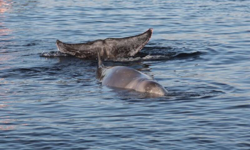  Δεν τα κατάφερε η φάλαινα που είχε παγιδευτεί στον Σηκουάνα – Της έκαναν ευθανασία