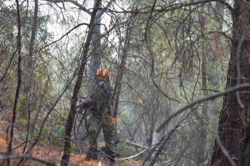  Στάχτη το μισό Εθνικό Πάρκο της Δαδιάς – Κάηκαν πάνω από 22.000 στρέμματα – Ξεκινά σχέδιο αποκατάστασης