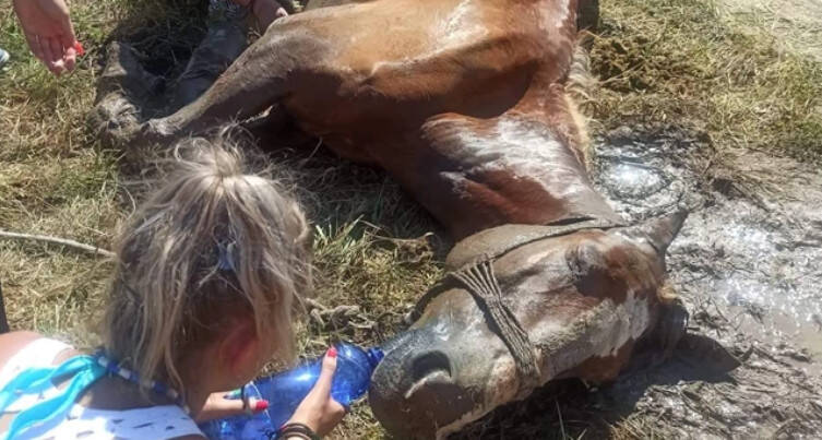  Κτηνωδία στην Κέρκυρα: Άλογο πέθανε επειδή έμεινε χωρίς τροφή και νερό, κάτω από τον ήλιο (vid)