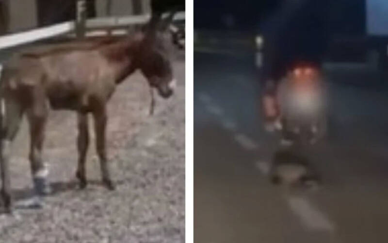  Νέα περιστατικά κακοποίησης ζώων: Γάιδαρος με κομμένο πόδι στα Μέγαρα – Οδηγός έσερνε ασβό στην Καστοριά