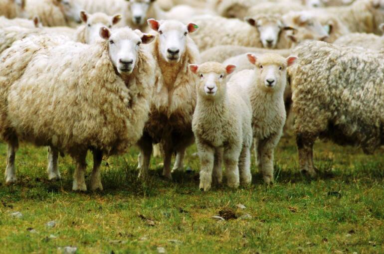  Τύρναβος: Ποδοπατήθηκαν και πέθαναν 60 πρόβατα μετά από επίθεση λύκου