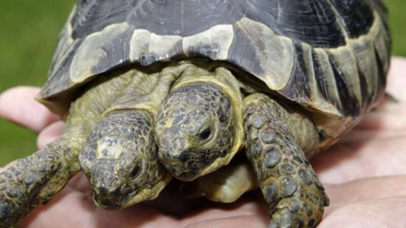  Ιανός: Η δικέφαλη χελώνα με την διπλή προσωπικότητα έγινε 25 χρονών (vid)