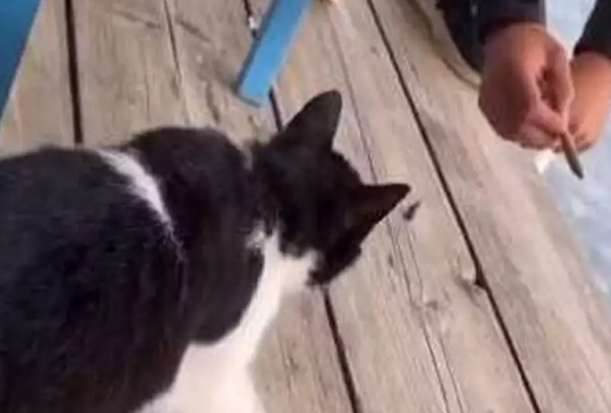  Εύβοια: Αθωώθηκε ο άνδρας που κλότσησε και έριξε το γατάκι στη θάλασσα