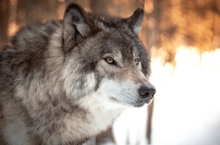  Πέλλα: Λύκος έφτασε έξω από παιδικό σταθμό