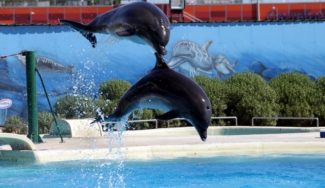  Αττικό Ζωολογικό Πάρκο: Απάντηση για τα δελφίνια με αφορμή την επίσκεψη του Γεωργιάδη
