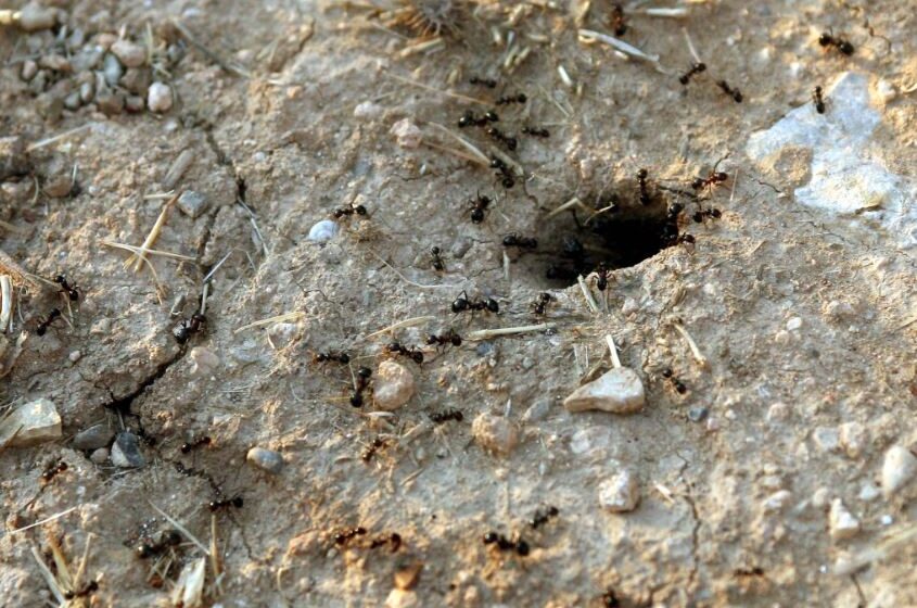  Έχετε δει ποτέ το πρόσωπο ενός μυρμηγκιού; Θα τρομάξετε… (εικόνα)